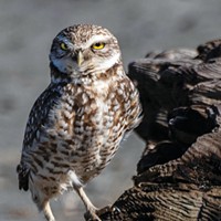 A Burrowing Owl Pops Up