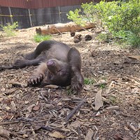 Zoo Welcomes Bear Cubs 'Oak' and 'Tule'