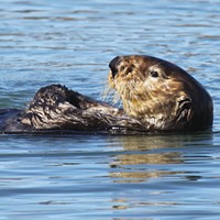 USFW Taking First Steps in Possible Reintroduction of Sea Otters