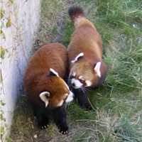 Sequoia Park Zoo Says Sad Good-bye to Sumo, the 'Original Red Panda'