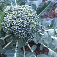 Beautiful Broccoli
