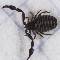 HumBug: False Scorpions