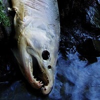Federal Court Rules in Favor of Salmon