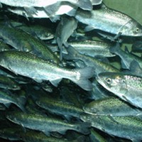 In 'Crisis,' Yuroks Suspend Commercial Salmon Season