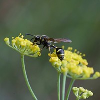 Fall Wasps