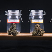 New Cannabis Strains for Today's Stress