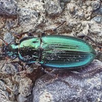 HumBug: Beetles and Gadgets