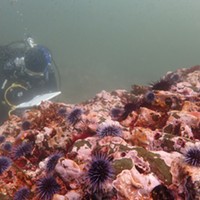 Amid Kelp and Abalone Die-offs, State Raises Urchin Limits