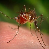 Crow Tests Positive for West Nile Virus