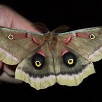 Humbug: That's One Big Moth