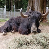 Moses the Yak Dies at the Zoo