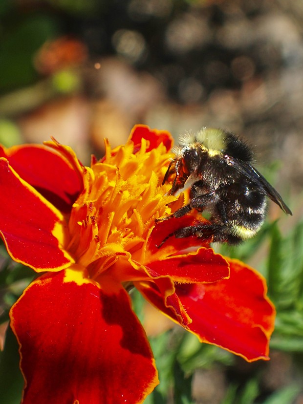 Bumblebee on marigold. - PHOTO BY ANTHONY WESTKAMPER