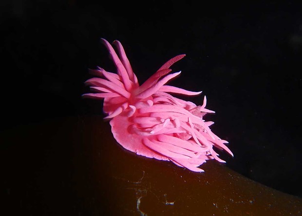 Hopkins' rose sea slug. - PHOTOGRAPH BY MIKE, JULIE AND JEN KELLY