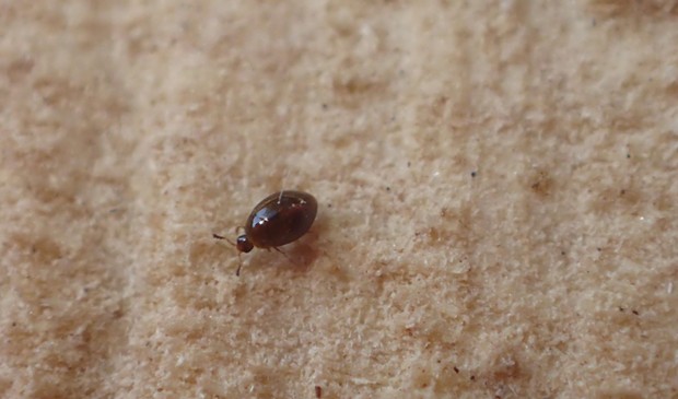 Tiniest beetle I've seen so far. Probably attracted to fungus invading felled wood. - PHOTO BY ANTHONY WESTKAMPER