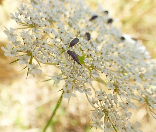 Tumbling flower beetles on Queen Anne's lace. - PHOTO BY ANTHONY WESTKAMPER