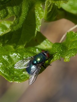 Green bottle fly - ANTHONY WESTKAMPER