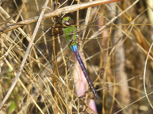 A common green darner (Anax junius) rests on its journey. - PHOTO BY ANTHONY WESTKAMPER