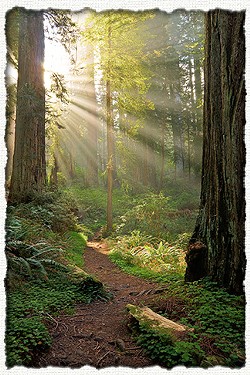 Get out and see the redwoods. - FILE