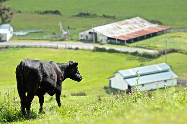 A cow takes a moment from grazing to take in the sea breeze coming off the Pacific Ocean on Wildcat Road overlooking Capetown Ranch, about midway between Ferndale and Petrolia. - JOSE QUEZADA