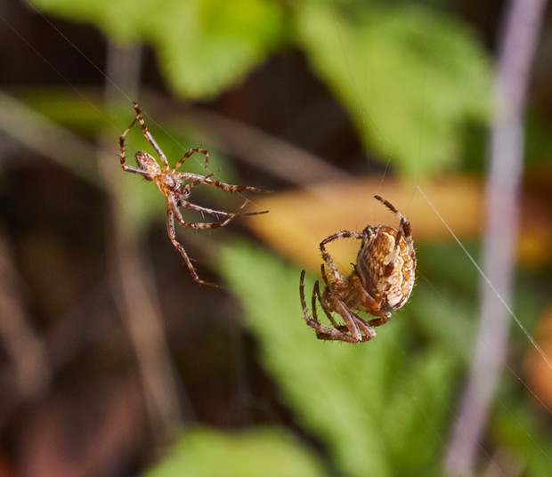 Male approaches female spider. - PHOTO BY ANTHONY WESTKAMPER