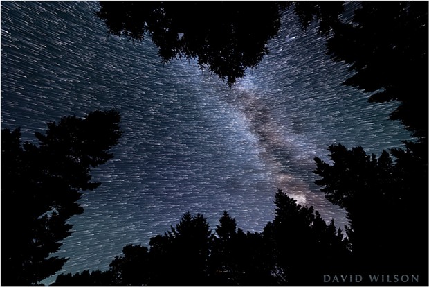 Looking through a canopy of Douglas-fir, we see paths that the stars made over the course of several minutes. The Celestial Equator splits the star field; the stars on top are revolving around the northern polar axis, while the lower stars are revolving around the southern polar axis. - DAVID WILSON