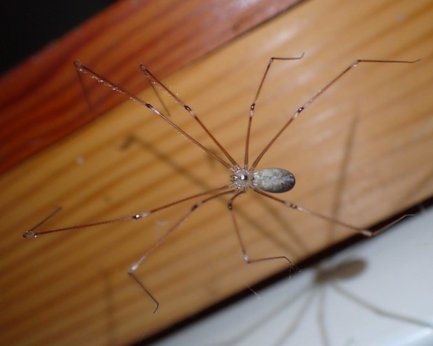 Cellar spiders are sometimes called "daddy longlegs" but are not closely related. - PHOTO BY ANTHONY WESTKAMPER