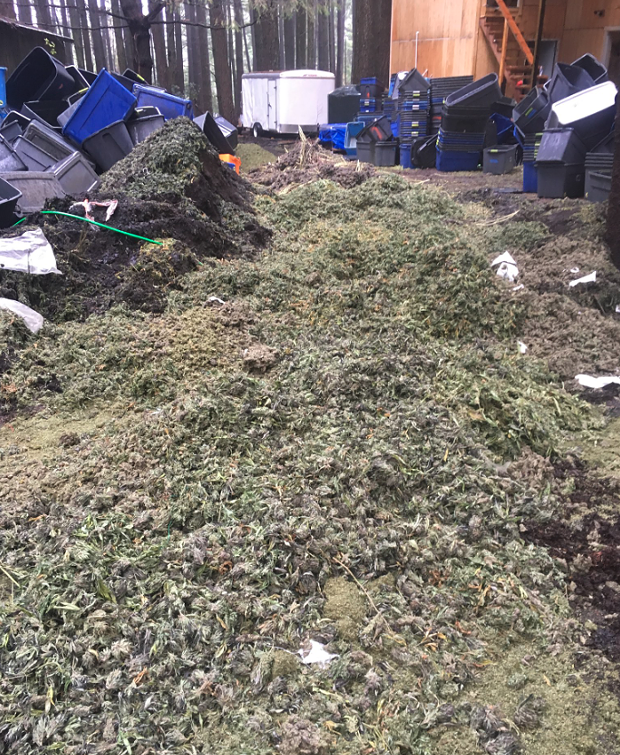 Marijuana bud mounded over a trench which was created by law enforcement to bury and destroy the seized product. - HCSO