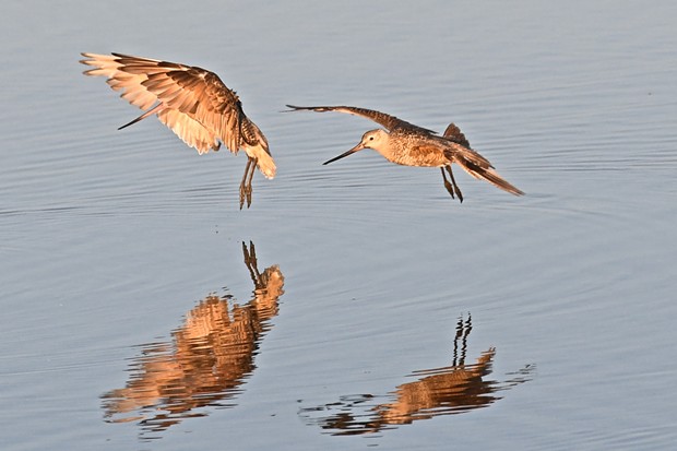 Marbled godwit navigate fishing areas near Klopp Lake at the Arcata Marsh and Wildlife Sanctuary. - JOSE QUEZADA