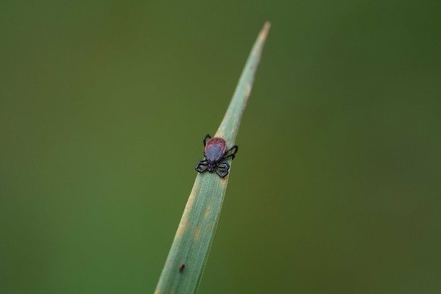 Tick on a blade of grass. - PHOTO BY ANTHONY WESTKAMPER