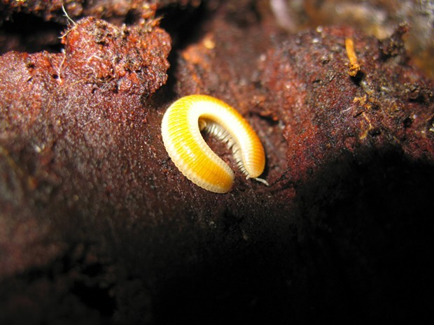 Unidentified millipede, most likely of order Polyzoniida. - PHOTO BY ANTHONY WESTKAMPER