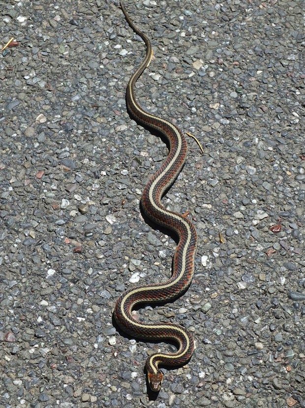 California red sided common garter snake (Thamnophis sirtalis infernalis). - PHOTO BY ANTHONY WESTKAMPER