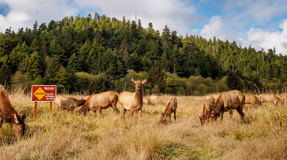 A herd of Roosevelt elk. - GREG NYQUIST