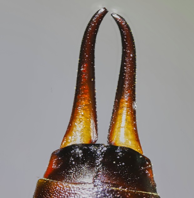 Female earwig cerci. - PHOTO BY ANTHONY WESTKAMPER