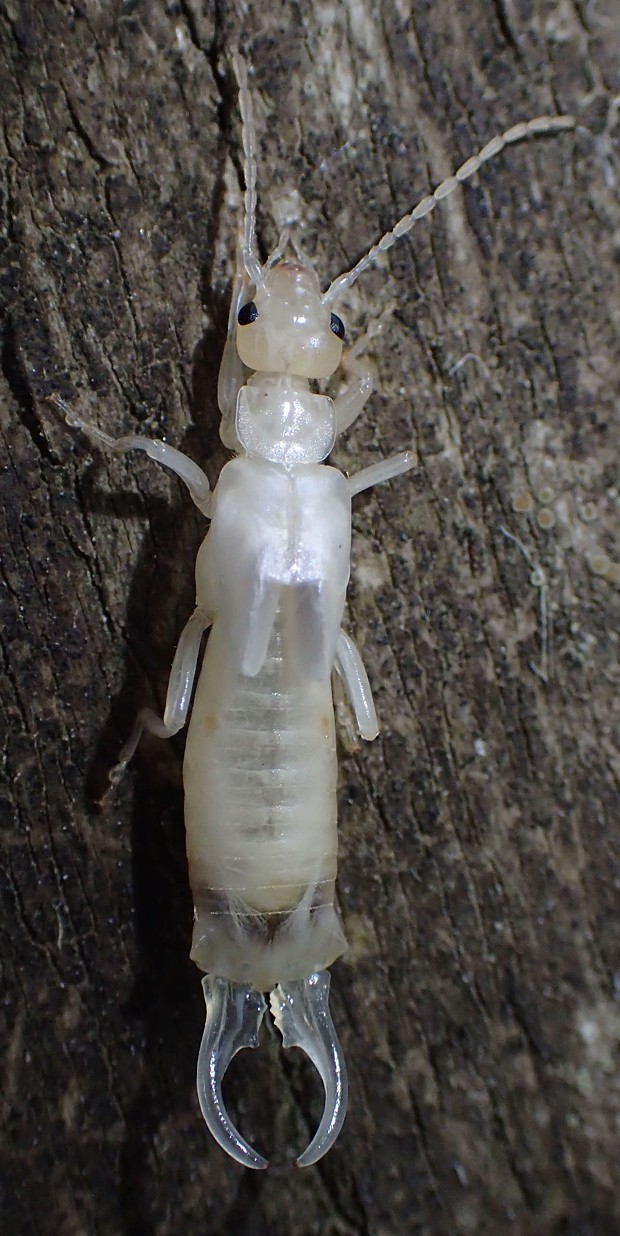 Newly molted white earwig. - PHOTO BY ANTHONY WESTKAMPER