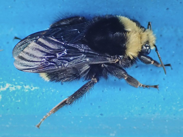 Large bumblebee likely to be queen in the new year. - PHOTO BY ANTHONY WESTKAMPER