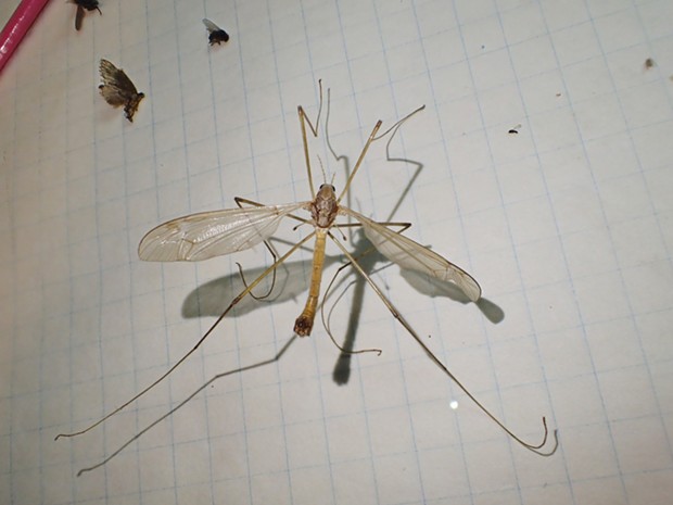 An adult crane fly. It never had a chance. - PHOTO BY ANTHONY WESTKAMPER
