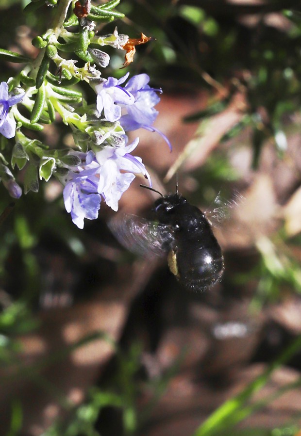 These shiny all black bees have a lower wing beat frequency than the lighter honeybees. - PHOTO BY ANTHONY WESTKAMPER