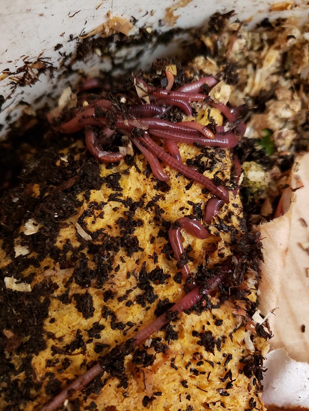 Food waste (left) breaks down into compost, which worms eat (right). Submitted