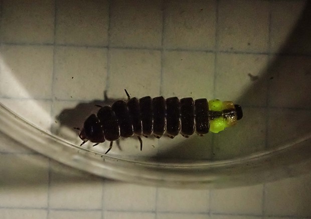 Pterotus intergrippines (Douglas fir glowworm) included for comparison. Note it glows from only two segments at tail end. - PHOTO BY ANTHONY WESTKAMPER