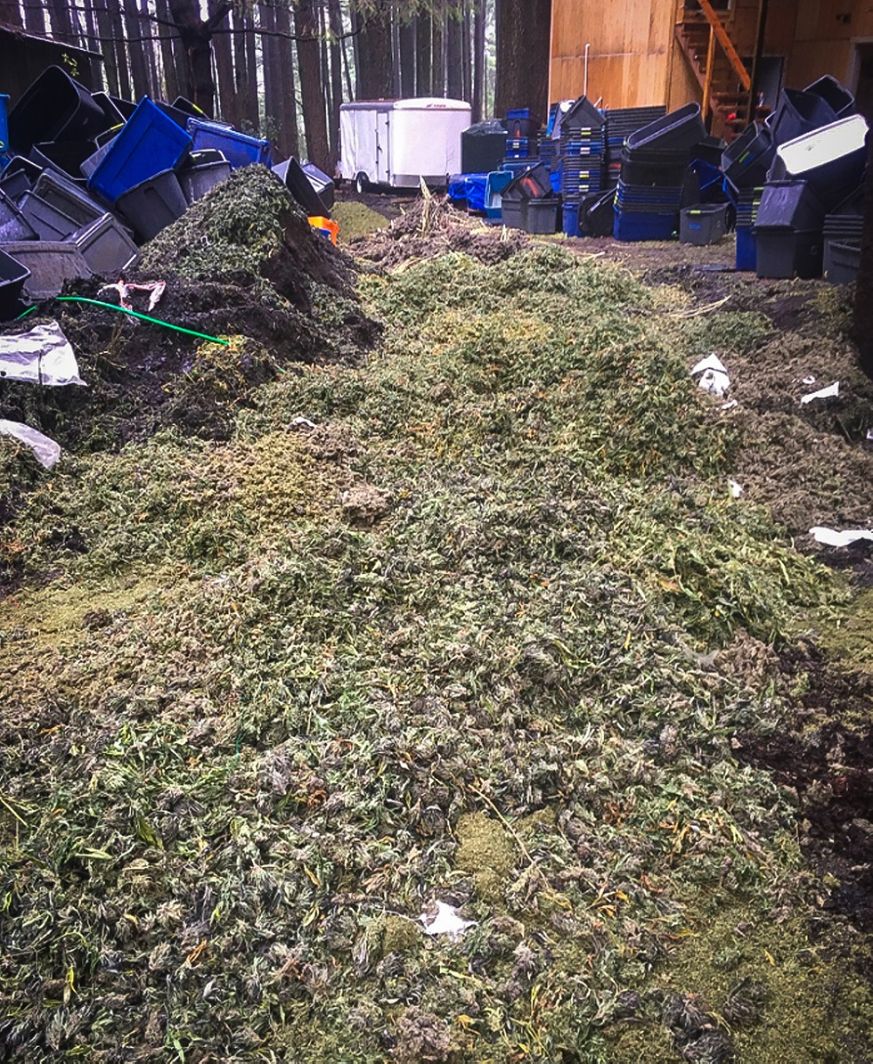 A picture of a marijuana bud pile from the Nov. 27 bust at a property in Southern Humboldt that may be connected to the failed plan to allegedly kidnap, rob and torture a Humboldt County grower. - SUBMITTED