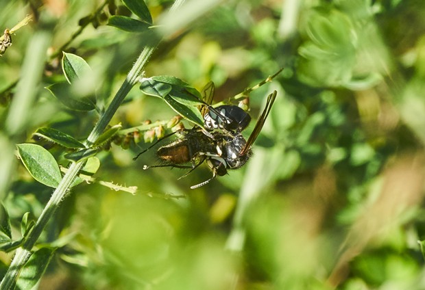A bald faced hornet prepares a fly for transport to her hive to feed the babies. - PHOTO BY ANTHONY WESTKAMPER