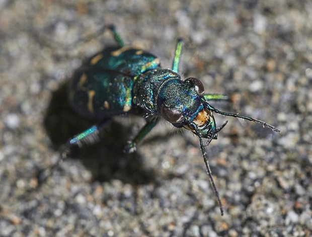A western tiger beetle. - PHOTO BY ANTHONY WESTKAMPER