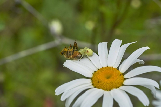 Crab spider takes a honeybee. - PHOTO BY ANTHONY WESTKAMPER