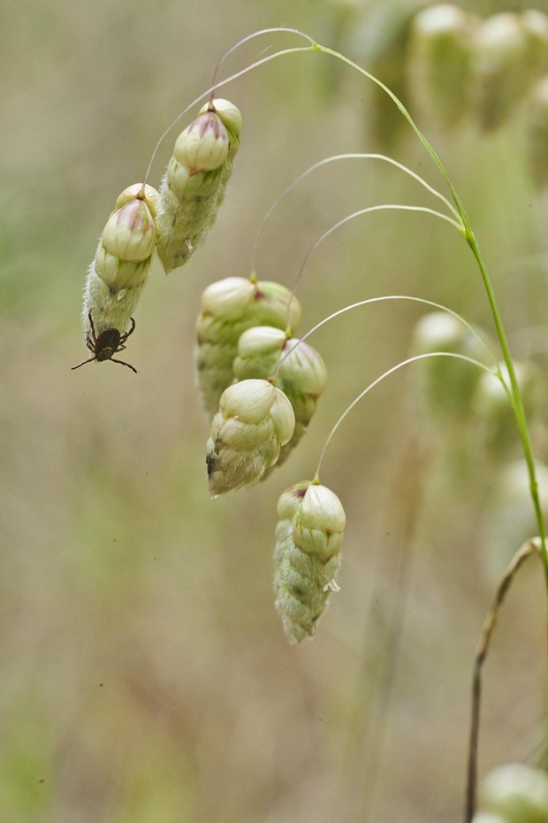 Suspended on a head of rattlesnake grass (Briza maxima), a tick awaits a potential host. - PHOTO BY ANTHONY WESTKAMPER