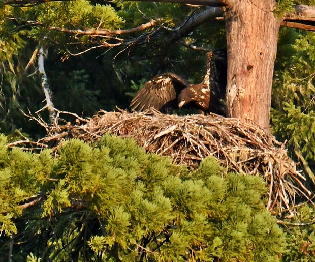 After the firefighters left, the eaglet began to move again. - PHOTO BY TALIA ROSE