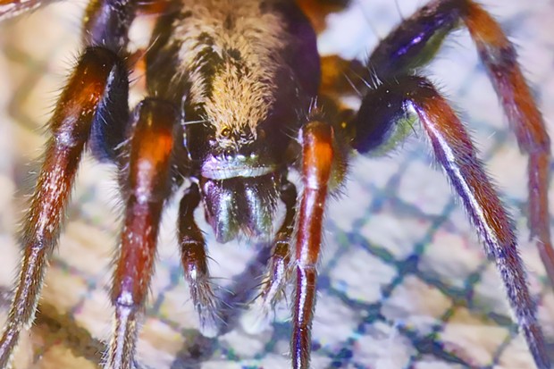Ground Spider Sergiolus montanus' eye pattern is diagnostic. - ANTHONY WESTKAMPER