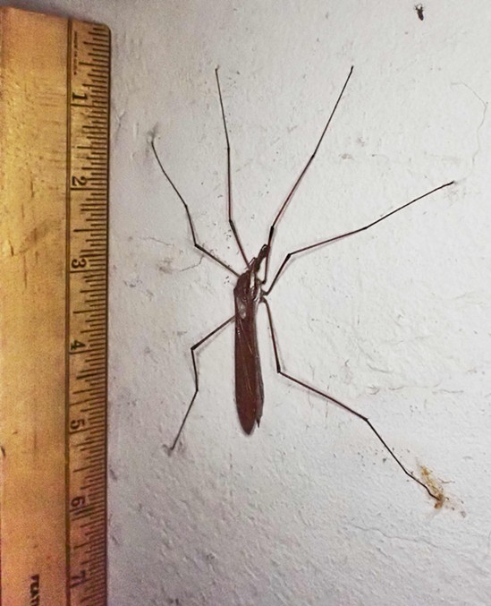A giant crane fly measures up. - ANTHONY WESTKAMPER