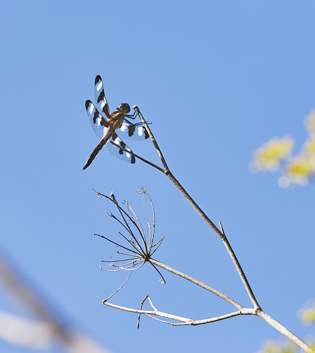 A male 12 spot dragonfly. - PHOTO BY ANTHONY WESTKAMPER