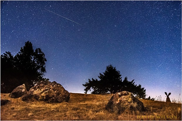 An uncropped view, this is also a composite of two photographs. The camera was set to take photos at regular intervals and made over 500 exposures from here. The large meteor above crossed the sky where you see it, but after the rabbit had left. The smaller meteor flashed in the sky as the rabbit watched. - DAVID WILSON
