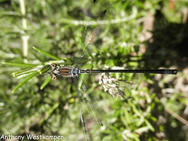 Black spreadwing shows this damselfly family often hold their wings horizontally. - PHOTO BY ANTHONY WESTKAMPER